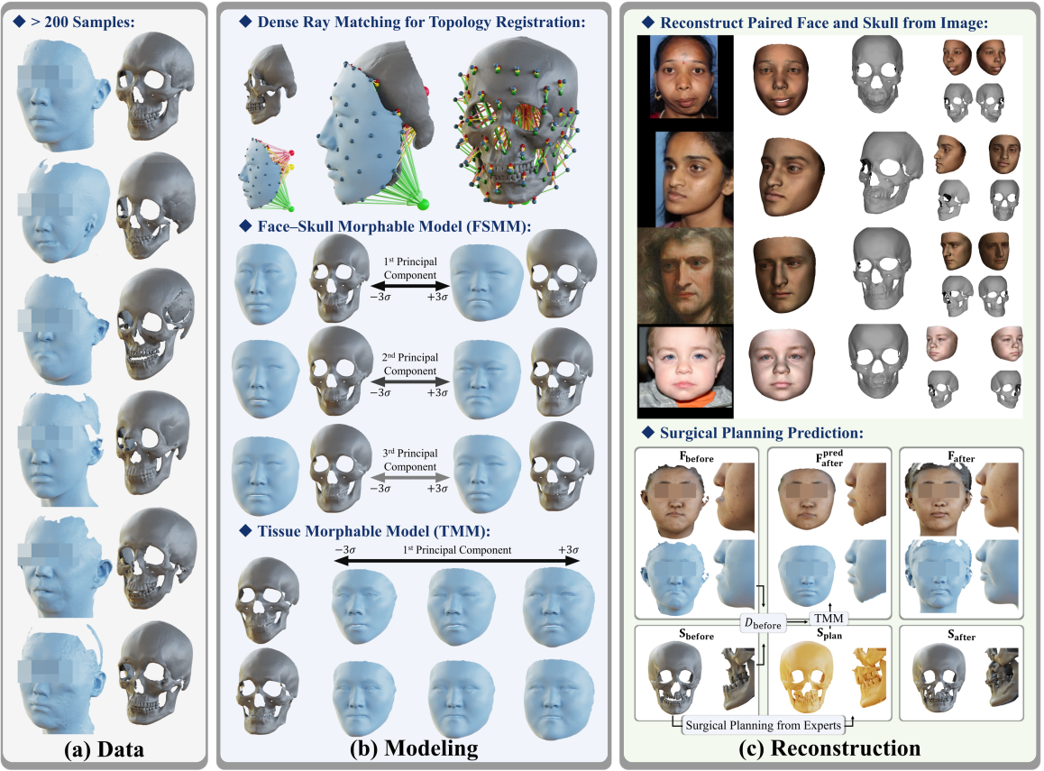 BFSM: 3D Bidirectional Face-Skull Morphable Model